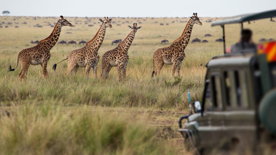 Safari au Kenya avec un petit groupe de voyageurs