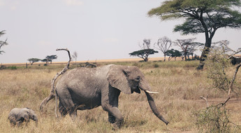 Éléphants en Tanzanie