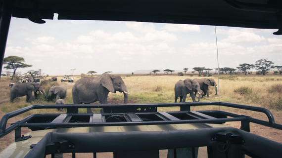 Troupeau d'éléphant vu depuis l'arrière d'un 4x4