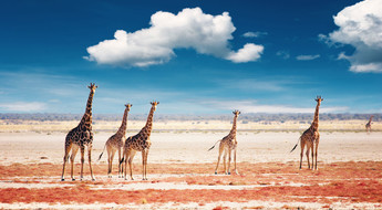 Troupeau de girafes dans le parc d'Etosha en Namibie