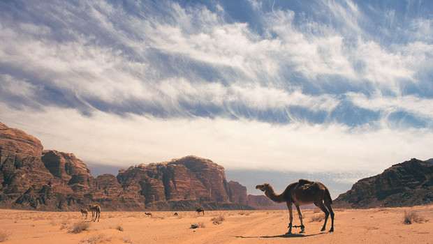 Troupeau de chameaux dans le désert du Wadi Rum.