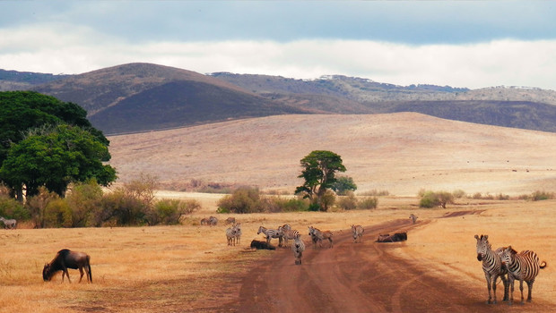 Zèbres et buffle dans les plaines du Serengeti en Tanzanie