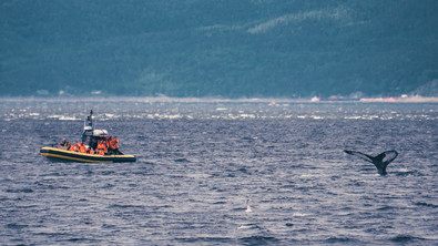 Observation des baleines avec ses enfants