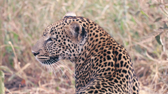 Léopard en Tanzanie