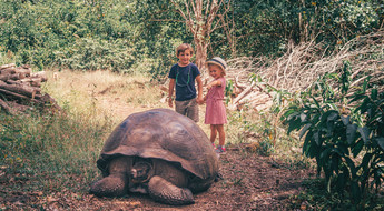 Tortues géantes des Galapagos avec ses enfants