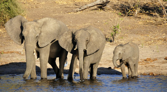 Eléphants buvant les pieds dans l'eau