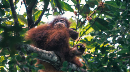 Orang outang en Indonésie
