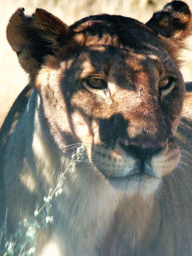 Portrait de lionne