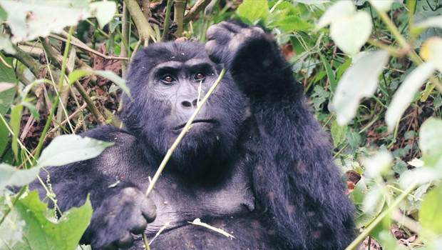 Gorille de la forêt de Bwindi en Ouganda