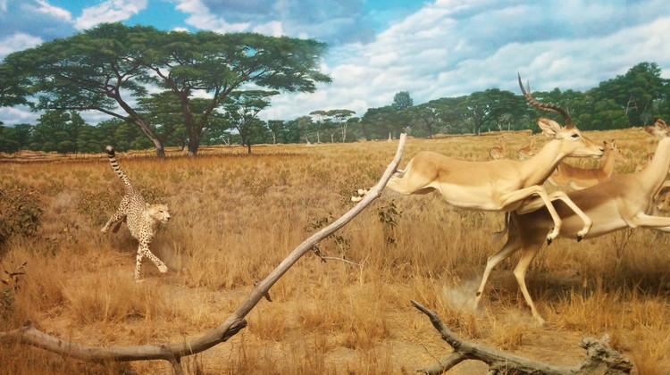 Gazelles poursuivies par un guépard