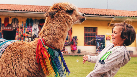 Lama Cracheur à Cuzco Voyage enfamille au Pérou