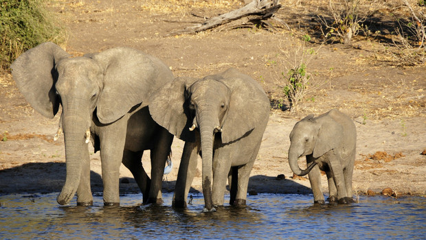 Eléphants buvant les pieds dans l'eau