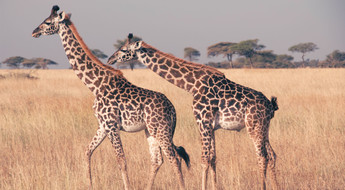 Girafe safari Tanzanie
