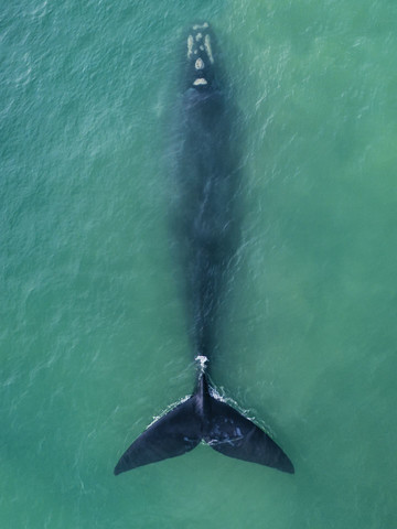 Le balene a Hermanus, Sudafrica
