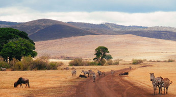 Zèbres et buffle dans les plaines du Serengeti en Tanzanie