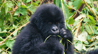 Jeune gorille dans le parc des Volcans au Rwanda