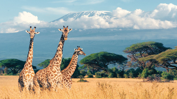 girafes au Kenya