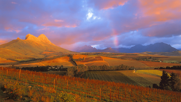 Weinberge in Südafrika