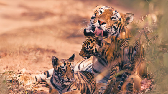 Bengal tigers in India