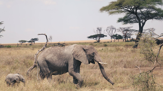 Éléphants en Tanzanie
