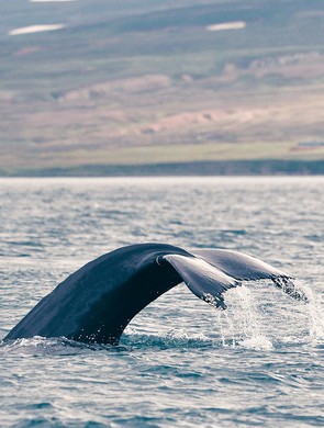 Whales in Quebec