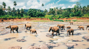 Polonnaruwa, sanctuaire des éléphants au Sri Lanka