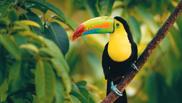 Toucan in Costa Rica