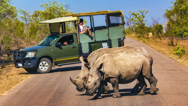 Couple de rhinocéros blancs dans le parc Kruger en Afrique du Sud