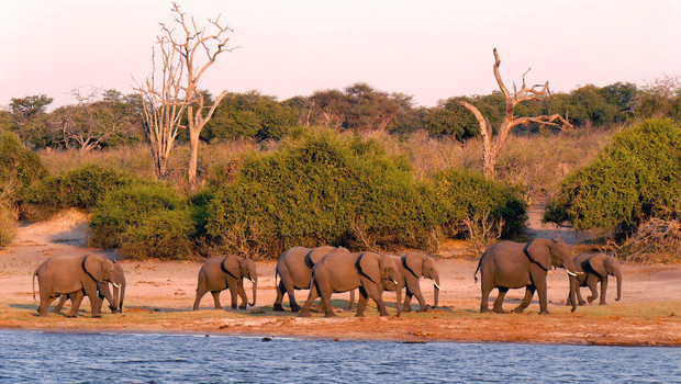 Troupeau d'éléphants au bord d'une rivière dans le parc Chobe au Botswana