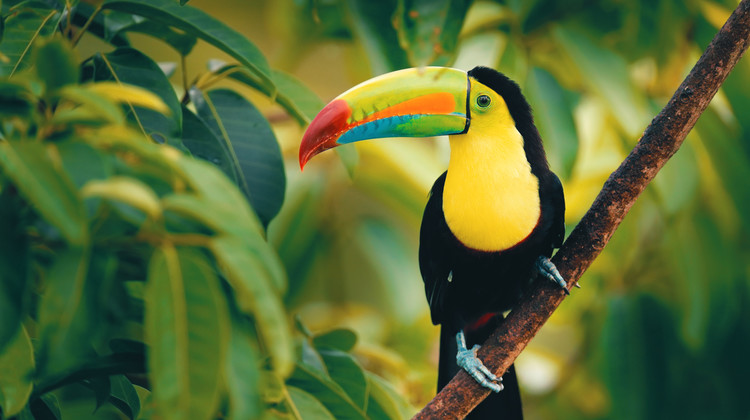 Toucan in Costa Rica