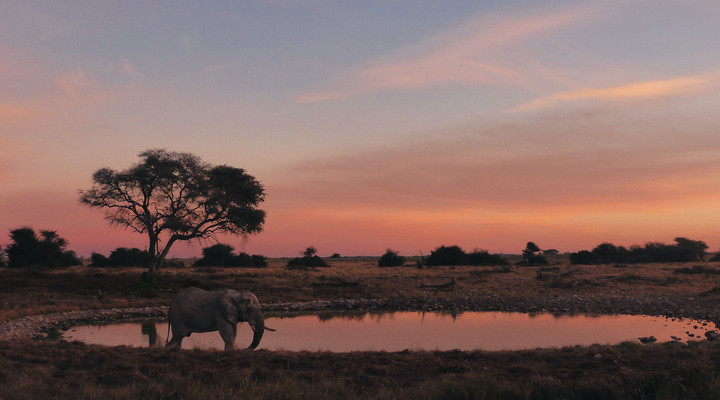 Coucher de soleil sur le parc d'Etosha en Namibie