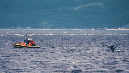 Observation des baleines avec ses enfants