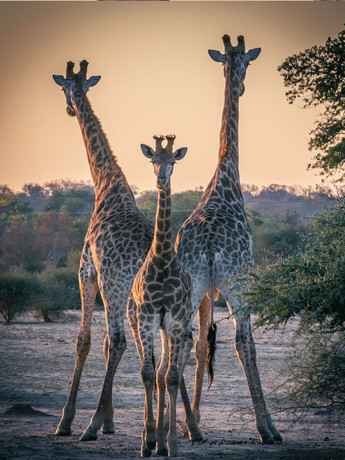 Gruppo di giraffe al parco Kruger, Sudafrica