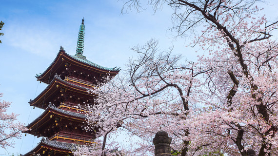 Les cerisiers en fleurs au parc Ueno à Tokyo