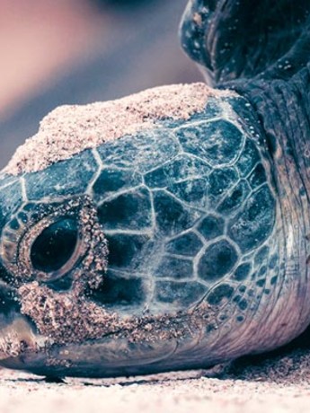 Turtles in Oman