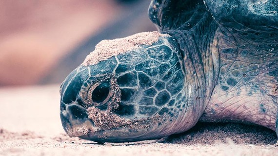 Le regard expressif d'une tortue marine à Oman.