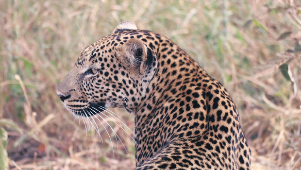 Léopard en Tanzanie