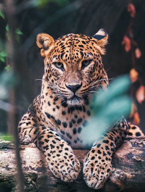 Léopard dans le parc national de Yala