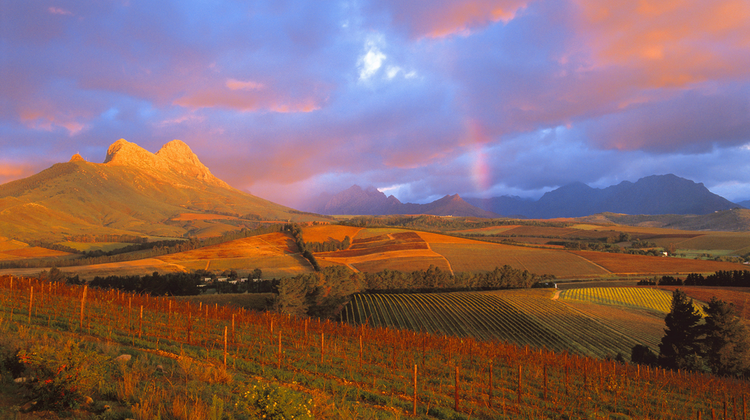 Weinberge in Südafrika