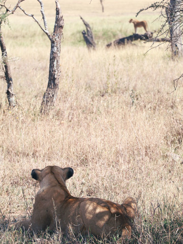 Lionnes dans la savane