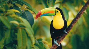 Toucan in Costa Rica