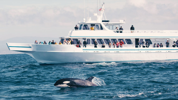 Whale watching in Norway