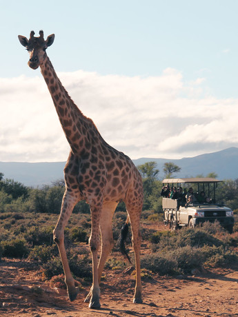 Une girafe suivie au loin par un 4x4