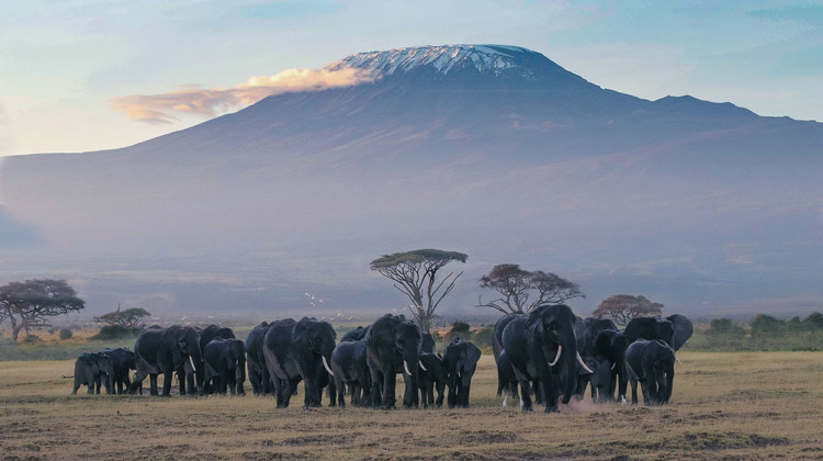 Troupeau d'éléphants dans le parc Amboseli avec le Kilimandjaro en arrière-plan