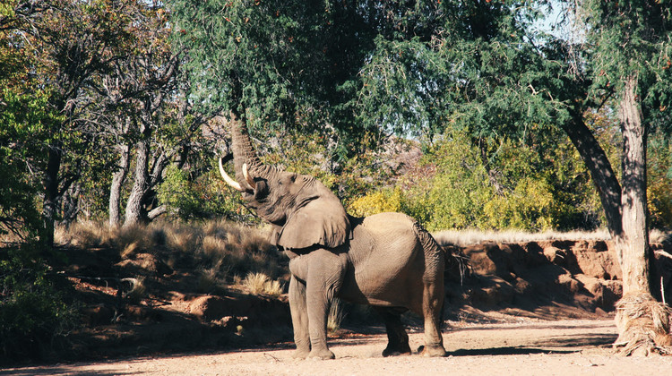 Éléphant du désert en Namibie