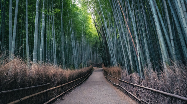 La forêt de bambous d’Arashiyama à Kyoto