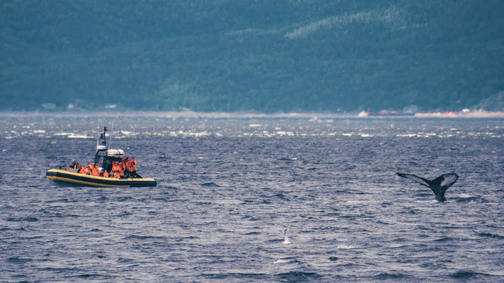 Observation des baleines avec ses enfants