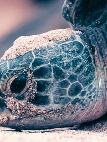 Turtles in Oman