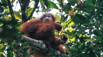 Orang outang en Indonésie