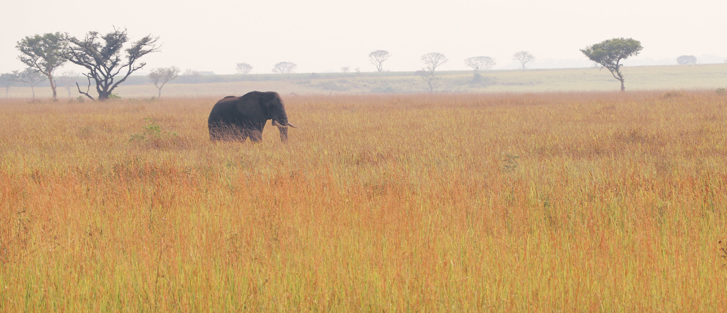 Éléphant dans la savane en Ouganda